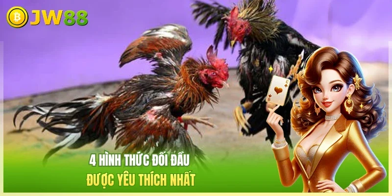 JW88 Đá gà thomo 4 hình thức đối đầu được yêu thích nhất