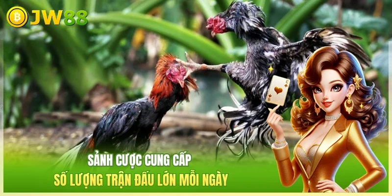 JW88 Đá gà thomo Sảnh cược cung cấp số lượng trận đấu lớn mỗi ngày