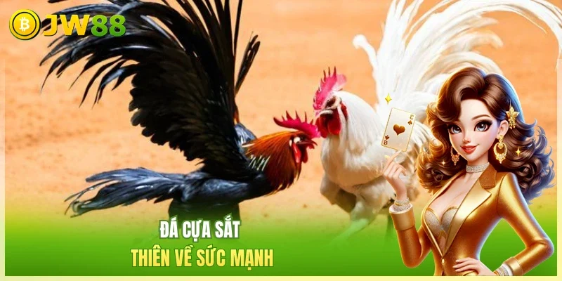 JW88 Đá Gà Trực Tiếp Đá cựa sắt thiên về sức mạnh